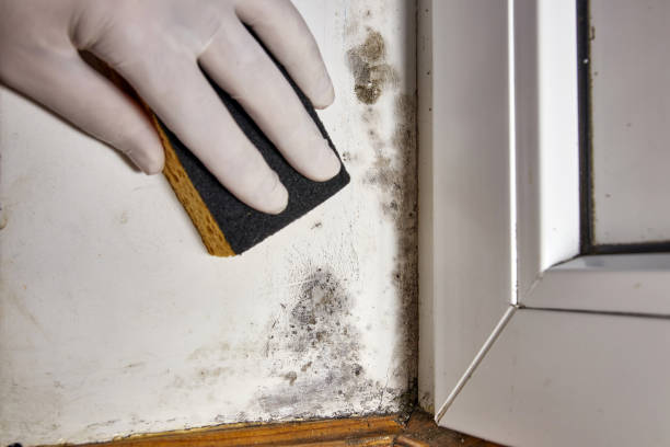 Best Post-Construction Mold Inspection  in Menahga, MN